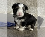 Puppy 2 Yorkshire Terrier