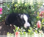 Puppy 3 Border Collie