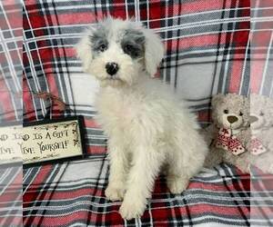 Poodle (Miniature)-Sheepadoodle Mix Puppy for sale in HOLMESVILLE, OH, USA
