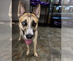 Small #8 Siberian Husky Mix