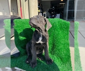 Cane Corso Puppy for Sale in WELLINGTON, Nevada USA