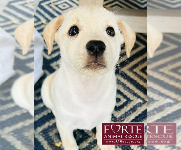 Medium Photo #2 Labrador Retriever-Unknown Mix Puppy For Sale in Marina del Rey, CA, USA