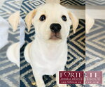 Small #1 Labrador Retriever Mix