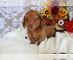 Small #6 Dachshund