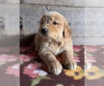 Small #7 Golden Retriever