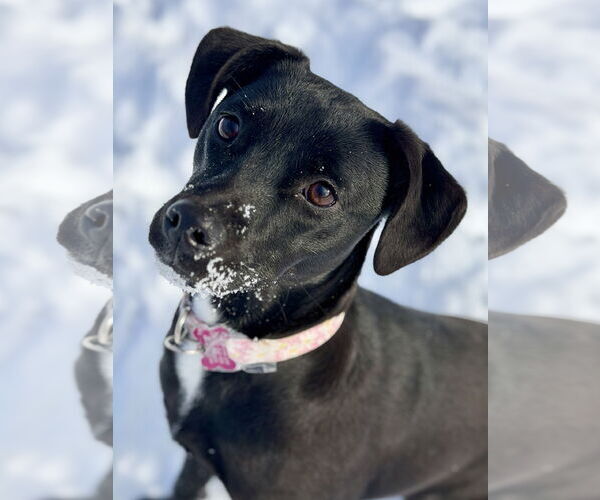 Medium Photo #6 Labrador Retriever-Unknown Mix Puppy For Sale in West Cornwall, CT, USA