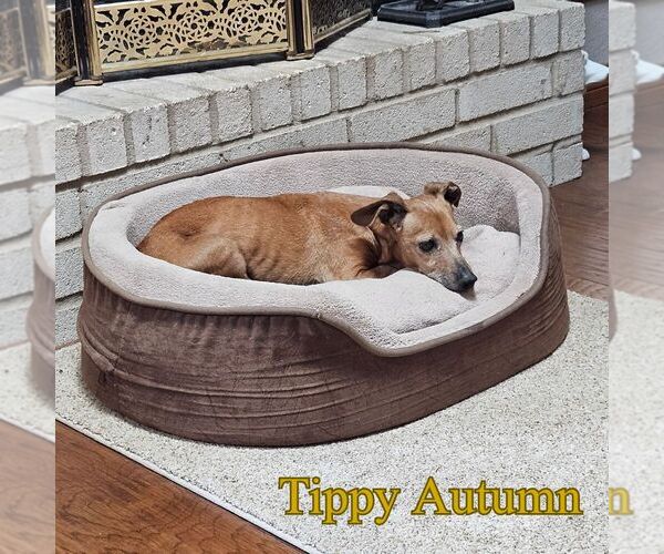 Medium Photo #6 Dachshund Puppy For Sale in San Antonio, TX, USA