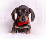 Small Photo #65 Dachshund Puppy For Sale in WARSAW, IN, USA