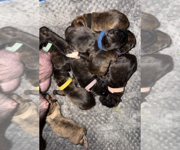 Medium Photo #1 French Bulldog Puppy For Sale in ELK RIVER, MN, USA