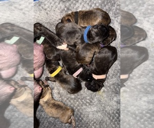 French Bulldog Puppy for Sale in ELK RIVER, Minnesota USA