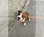 Small #2 Boxador