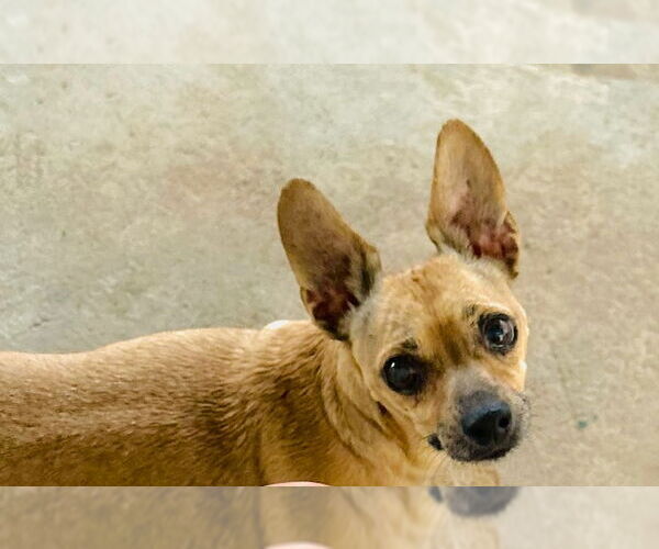 Medium Photo #3 Chihuahua-Unknown Mix Puppy For Sale in Grafton, WI, USA