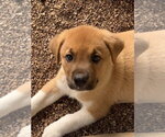 Small #2 Great Pyrenees-Mastiff Mix