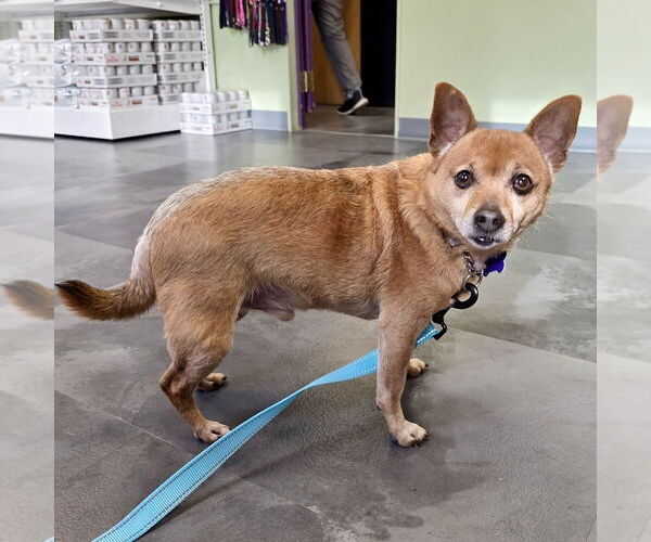 Medium Photo #1 Chiweenie Puppy For Sale in Batavia, OH, USA