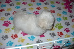 Small Photo #3 Maltese Puppy For Sale in ORO VALLEY, AZ, USA