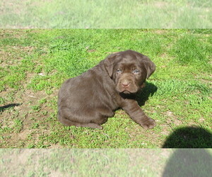 Labrador Retriever Puppy for sale in NEW PARIS, IN, USA