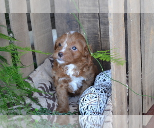 Medium Cavapoo mix (+ Poodle Miniature)