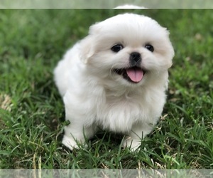 Mastiff Puppy for sale in MESQUITE, TX, USA
