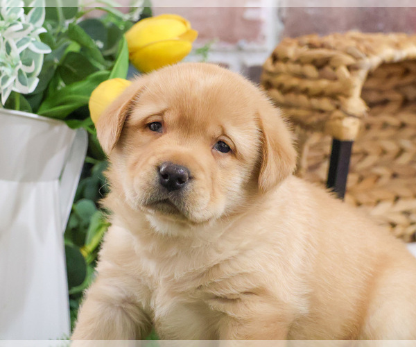 Medium Photo #6 Labrador Retriever Puppy For Sale in SYRACUSE, IN, USA