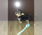 Small Photo #8 Yorkshire Terrier Puppy For Sale in LAPEER, MI, USA