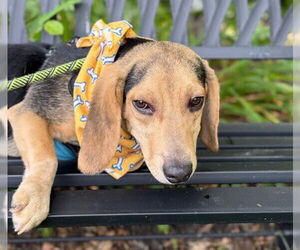 Beagle-Unknown Mix Dogs for adoption in Warrenton, VA, USA