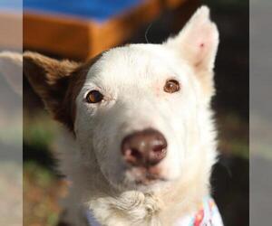Border Collie-Unknown Mix Dogs for adoption in San Antonio, TX, USA