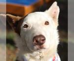 Small Border Collie Mix