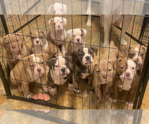 Olde English Bulldogge Puppy for sale in HILLTOP MALL, CA, USA