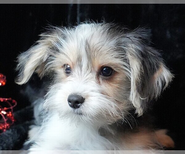 Medium Photo #3 Morkie Puppy For Sale in ROCK VALLEY, IA, USA