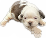 Puppy 2 Shih Tzu