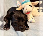 Small #6 American Staffordshire Terrier Mix