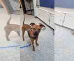 Small Boxer Mix