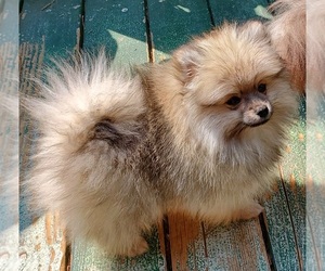 Miniature Spitz Puppy for sale in OCCIDENTAL, CA, USA
