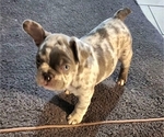 Small Photo #7 French Bulldog Puppy For Sale in GRAND TERRACE, CA, USA
