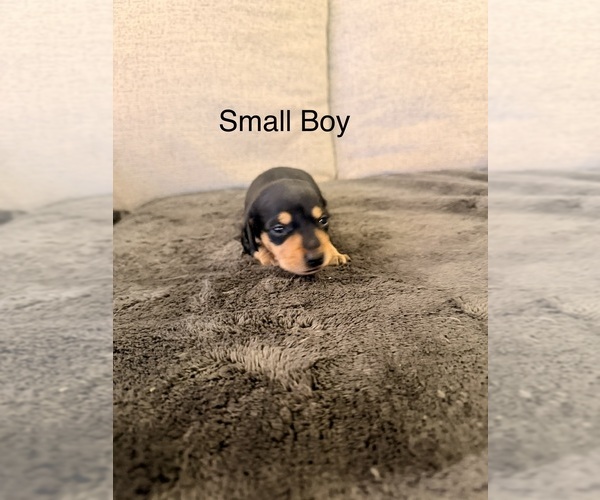 Medium Photo #2 Dachshund Puppy For Sale in CHIPPEWA FALLS, WI, USA