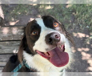 Border Collie-Unknown Mix Dogs for adoption in Tulsa, OK, USA