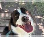 Small Border Collie Mix