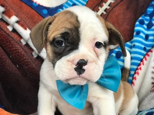 Beabull Puppy for sale in QUARRYVILLE, PA, USA