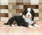 Small #1 Bernedoodle (Miniature)-Cavapoo (Miniature) Mix