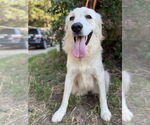 Small #3 Great Pyrenees