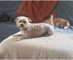 Small #4 Maltese