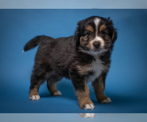 Miniature American Shepherd Puppy for sale in NEW CONCORD, OH, USA