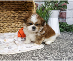 Scarecrow - Male Shih Tzu Puppy for Sale - Photo #3