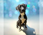 Small #5 Labrador Retriever Mix