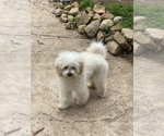 Small Photo #1 Poodle (Miniature) Puppy For Sale in MONTECITO, CA, USA