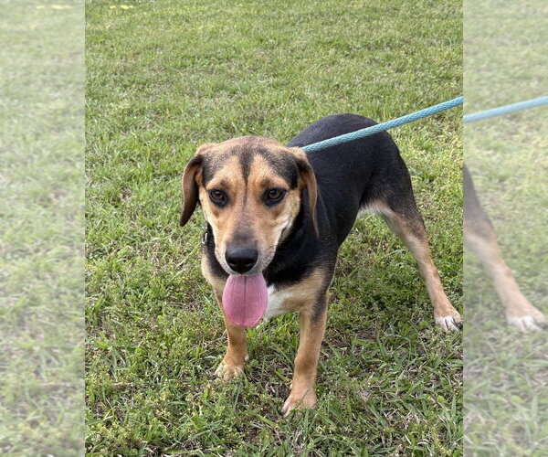 Medium Photo #2 Mutt Puppy For Sale in Boston, MA, USA