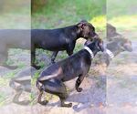 Small #2 American Staffordshire Terrier Mix