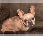 Small Photo #1 Faux Frenchbo Bulldog Puppy For Sale in BELLEFONTAINE, OH, USA