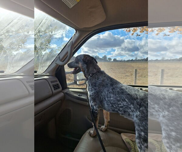 Medium Photo #3 Mutt Puppy For Sale in Petaluma, CA, USA