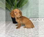 Small #7 Dachshund